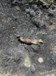 Au Canada, un incendie déclenché… par un poisson tombé du ciel, lâché par un rapace