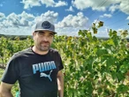 Vendanges amères au pays du cognac : « Pas un viticulteur ne subit la crise de la même façon »
