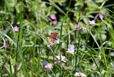 Pourquoi certaines fleurs sentent-elles bon et d’autres non ?