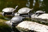 Incroyables petites bêtes : la Cistude d’Europe, la tortue autochtone 