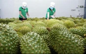 Cơ hội lớn tăng xuất khẩu rau quả sang Trung Quốc