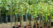 Gần 400.000 tấn cây quý từ Campuchia đổ bộ giúp Việt Nam trở thành 'ông trùm' thứ 3 thế giới: Nước ta là đối thủ lớn nhất của Thái Lan, chi hơn 1,7 tỷ USD gom hàng