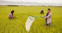 Môt "vật báu" của Thái Lan bị rớt giá thảm hại - thấp nhất thập kỷ