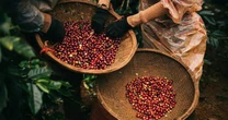 Hàng chục nghìn tấn 'hạt vàng' của Việt Nam đổ bộ Nga với giá cực đắt: thuế xuất khẩu 0%, nước ta là ông trùm lớn thứ 2 thế giới