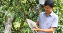 Nhặt cây dại về trồng rồi ghép chồi cây ăn trái, nông dân thu lợi gần 1 tỷ đồng/năm
