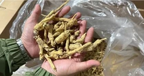 Trung Quốc quay lưng với mặt hàng được coi là thần dược, nông dân Mỹ điêu đứng chịu ép giá, lãi mỏng, phải rút tiết kiệm, đi vay duy trì qua ngày, đối mặt tương lai ảm đạm