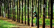 Hái "quả ngọt" từ Campuchia: Doanh nghiệp ngành cao su lãi đột biến tăng 60%