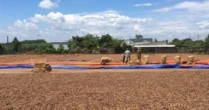 'Cứu tinh' từ Campuchia đổ bộ giúp Việt Nam củng cố ngôi vương của thế giới: Nhập khẩu hơn 1 triệu tấn trong quý 1, là mặt hàng được Mỹ cực ưa chuộng