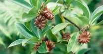 Việt Nam sở hữu "cánh hoa nghìn tỷ" thuộc hàng hiếm thế giới, vừa thu về 22 triệu USD, được Ấn Độ săn lùng
