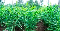 Việt Nam sở hữu một kho vàng dưới lòng đất, mang về hơn 33 triệu USD từ đầu năm, Nghệ An là thủ phủ sản xuất