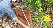 Vụ cưa bán cây tại trụ sở trước sáp nhập: Nhiều cây nằm ngoài báo cáo