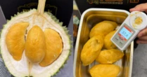Sầu riêng ‘made in China’ sắp đến ngày hái quả: Sở hữu 1 lợi thế 'ăn đứt' Thái Lan, Việt Nam - sản lượng ra sao?