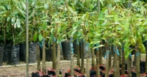 Không phải sầu riêng, cứu tinh từ Capuchia đổ bộ giúp Việt Nam đua với Thái Lan: Là 'cây quý' thu về hàng tỷ USD mỗi năm, Trung Quốc liên tục săn lùng