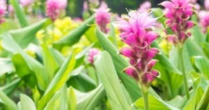 Việt Nam sở hữu một mặt hàng được mệnh danh ‘mỏ vàng vùi dưới lòng đất’: Thu về hơn 40 triệu USD kể từ đầu năm, 110 doanh nghiệp đang tham gia ‘đào vàng’