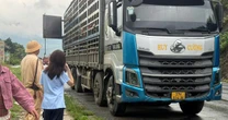 Kiểm tra đột xuất một xe tải, lập tức tiêu huỷ hàng trăm con lợn ngay trong đêm