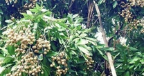 Không chỉ ở Hưng Yên Việt Nam, 'quả tiến vua' có vụ mùa bội thu tại Thái Lan, sản lượng khủng hơn 1 triệu tấn có nguy cơ cần 'giải cứu'