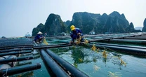 'Kho báu dưới biển' được 170 nước ưa chuộng đem về cho Việt Nam bao nhiêu tiền từ đầu năm?