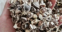 Cây mọc đầy ở Việt Nam không ngờ là "báu vật" ở nước ngoài, nhặt hạt đem bán cũng kiếm bộn tiền