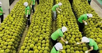 Việt Nam trong cuộc đua khốc liệt giành thị phần sầu riêng tại Trung Quốc