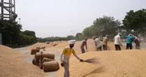 Một loại nông sản trời ban cho Việt Nam bất ngờ được Bangladesh săn mua: Xuất khẩu tăng hơn 81.000%, nước ta là 'trùm' thứ 3 thế giới