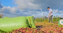Một doanh nghiệp nhận ký gửi nông sản bị tố chiếm đoạt số tiền 'khủng'