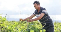 Trồng cây ví như 'vàng trắng', nông dân dưới chân núi Đại Huệ có của để dành
