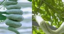 Cây “đẻ ra rắn”: Trồng 1 lần ăn nửa năm không hết, hái bán là hốt bạc, ở Việt Nam cũng có