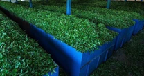 Mỹ săn hàng nghìn tấn 'vàng xanh' của Việt Nam với giá đắt đỏ: thuế nhập khẩu 0%, Việt Nam là ông trùm đứng thứ 5 thế giới