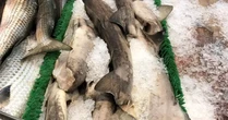 Bất ngờ thịt loài cá mập cực kỳ nguy hiểm xuất hiện trên kệ siêu thị