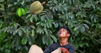 Hạn hán, nắng nóng 40 độ 'tấn công' các vườn sầu riêng Thái Lan - nông dân lo sợ 'tương lai của sầu riêng sẽ kết thúc'