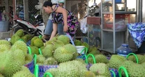 Giá lao dốc, xuất khẩu bất thành, người trồng sầu riêng vỡ mộng?