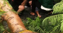 Cây phượng cổ thụ gãy ngang thân, đè trúng người đi đường ở Hải Phòng