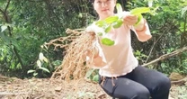 Việt Nam có “vàng xanh” mọc đầy đồng, ở nước ngoài “gây sốt”, hái bán là ra tiền