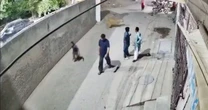 Kinh hoàng sư tử vượt tường tấn công phụ nữ, trẻ em giữa phố ở Pakistan