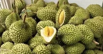 Sầu riêng Việt đón chuyên gia Trung Quốc: Cú hích xuất khẩu, "mở khóa" thị trường tỷ đô