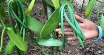 Loại quả đắt đỏ bậc nhất thế giới, từng có giá 15 triệu đồng/kg, ở Việt Nam có người trồng thành công