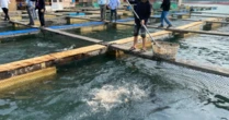 Kho báu ngầm của Việt Nam được Hàn Quốc, Thái Lan cực kỳ mê: Nửa năm thu hơn 300 triệu USD - Mỹ, Trung Quốc cũng liên tục chốt đơn
