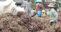 Cần Thơ phản bác thông tin 1 giám đốc doanh nghiệp nói "hơn 1.000 người bị mù do trồng hành tím"