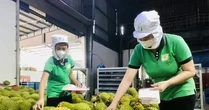 Tin giả gây hại cho thị trường sầu riêng