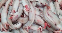 Loại cá rẻ như khoai, từng đem cho lợn ăn nay thành đặc sản, giá trên 200.000 đồng/kg