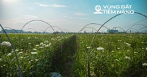 Toàn cảnh khu đất rộng hơn 200 ha tại Mê Linh được Sun Group đầu tư gần 15.000 tỷ làm khu đô thị cao cấp ở Hà Nội