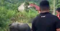 Đang đi chơi trên đường, bé gái 4 tuổi bị trâu húc tử vong