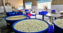 Phát hiện kho hàng chứa 6,9 tấn chân gà bẩn, ngâm hoá chất ở Thanh Hoá