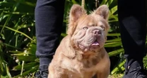 Chú Bulldog đắt nhất thế giới có giá 3 tỷ đồng sở hữu những nét đẹp hiếm có