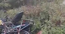 Đi chợ bán hàng lúc sáng sớm, người phụ nữ bị tàu hỏa tông tử vong