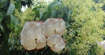 "Đặc sản hiếm" vị ngọt thanh, cùi giòn như thạch của VN lên cơn sốt, có tiền chưa chắc đã mua được