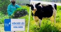Bí mật vườn thuốc thảo dược cho bò sữa ngay trong trang trại TH true MILK