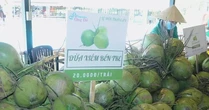 Hậu sáp nhập 3 tỉnh, doanh thu dừa tươi dồn về 1 mối lớn nhất nước