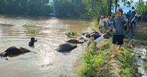 Bão số 13 Kalmaegi: 23 con trâu cột ngoài đồng chết do ngạt nước