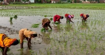 Buồn của quốc gia sản xuất gạo hàng đầu thế giới: Từng cấm xuất khẩu do thiếu hụt nay dư cung trầm trọng, giá nội địa sắp giảm thêm 15%